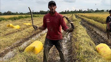 Bắt chuột mùa gặt lúa ở cánh đồng Vồng Trác anh em Văn Xinh Đoàn trúng mánh quá đậm