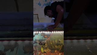 PEGANG LANGSUNG IKAN DATZ SUMATRA TERBESAR YANG ADA DI AQUARIUM