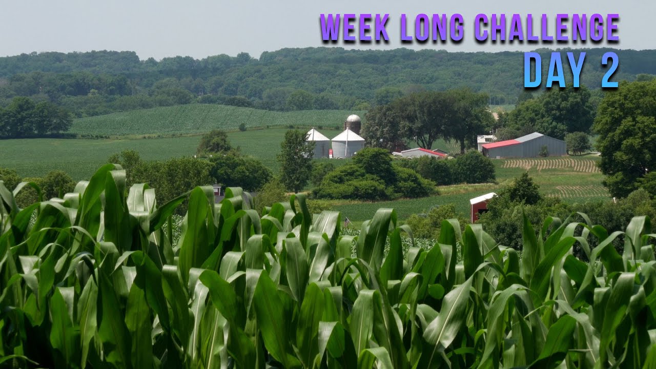 Iowa Corn Field 2020 - Acres of Iowa