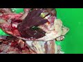 Poultry Farming in Kenya (Chicken postmortem)