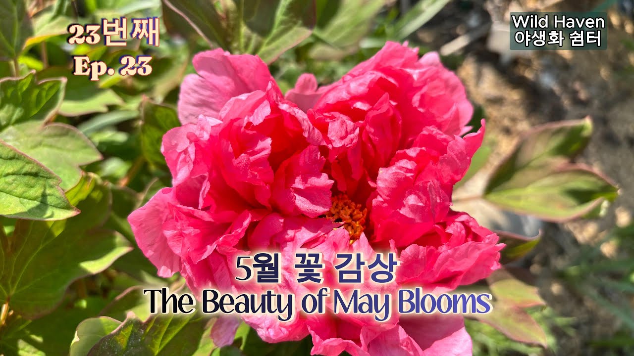 5월 꽃 감상: 작약, 알리움, 말발도리, 차이브, 차가플록스 The Beauty of May Blooms: peony, allium, deutzia, chive, phlox