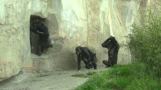 Comparing Chimps going indoors 0061!