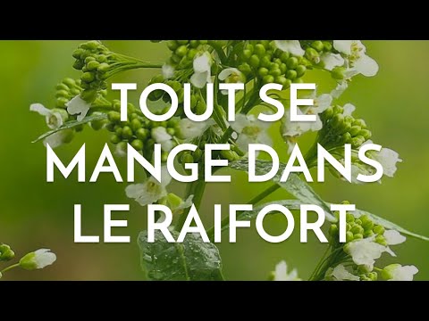 Vidéo: Contrôle du raifort : conseils pour se débarrasser des plants de raifort