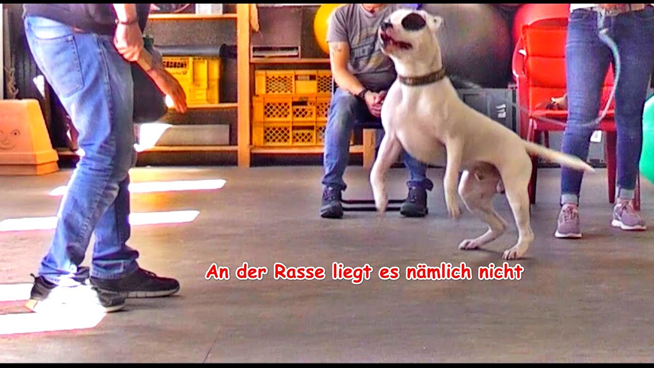 Was ist denn eigentlich „normales“ Verhalten?  – Erklär-Video