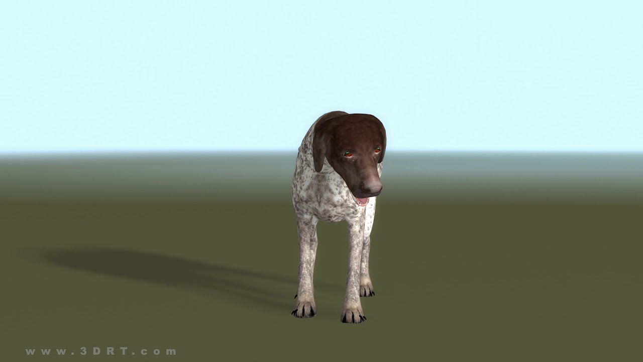 3DRT Dog pointer