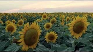 Koop - I see a different you