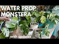 Water propagating monstera albo  plant with roos