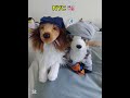 which one will you choose? #essasarevalid #essa #stuffedanimals #dogs #fox #wolf