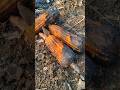 #Desi #corn #sweetcorn #makai #bhutta #traditional #firewood #village #youtubeshorts #viral