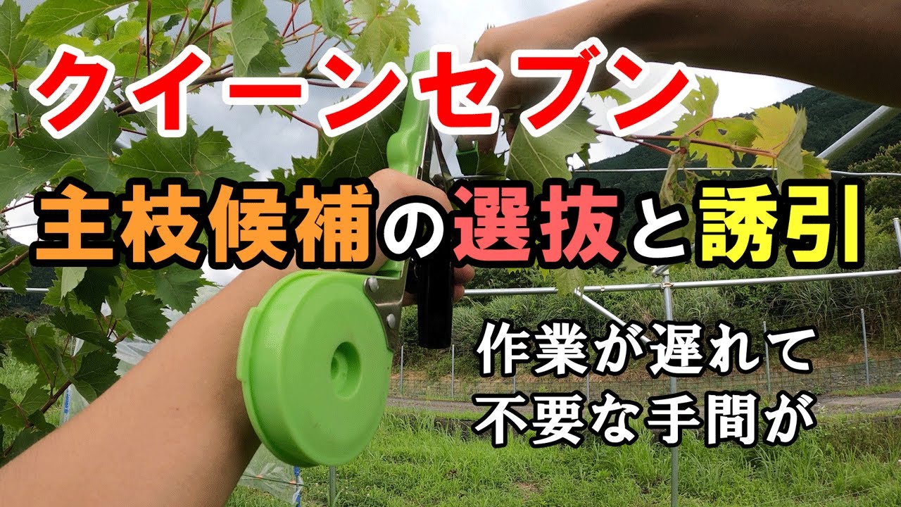 クイーンセブン移植1年目苗 主枝候補の誘引と選抜 作業が遅れて手間が