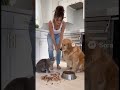 A fight between a cat and a dog over food #funny #cat #dog #sora