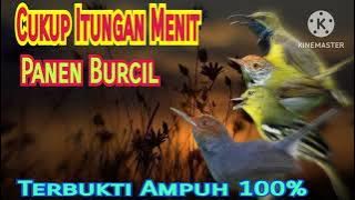 Suara Pikat Semua Jenis Burcil Di Jamin Ampuh||Terbukti 100%||Anti Zonk