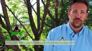 Famous How to spot the difference between Carpenter bees and BumbleBees Profile