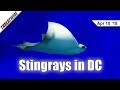 Stingrays Found in DC?! Best Buy and Delta Hit with Malware - ThreatWire