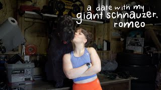taking my giant schnauzer (romeo) on a date│a vlog