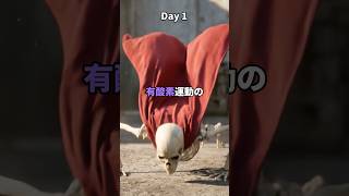 30日間サイタマと同じトレーニングをすると体はどう変化するのか?