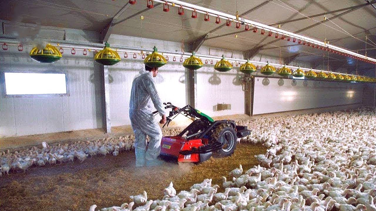 Teknoloji İnek Ve Tavuk Çiftliklerine Girdiğinde Neler Olduğunu Görün – İşte İnanılmaz Sonuç!