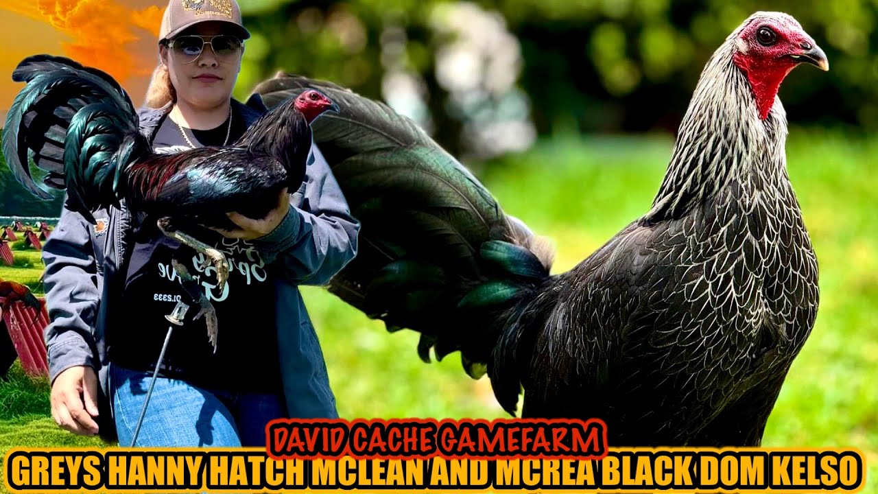 Greys Hanny Hatch Mclean And Mcrea Black Dom Kelso ~ DAVID CACHE GAMEFARM