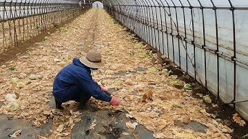 Công việc thực tế của thực tập sinh nông nghiệp tại Nhật Bản