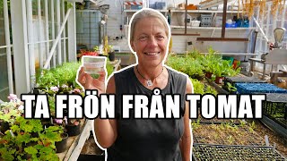 Ta frön från tomat - Kosters Trädgårdar