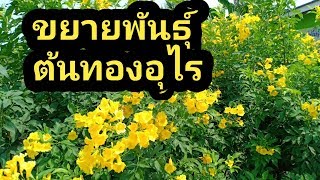 การขยายพันธุ์ต้นทองอุไร , วิธีปักชำต้นทองอุไรให้ประสบผลสำเร็จ