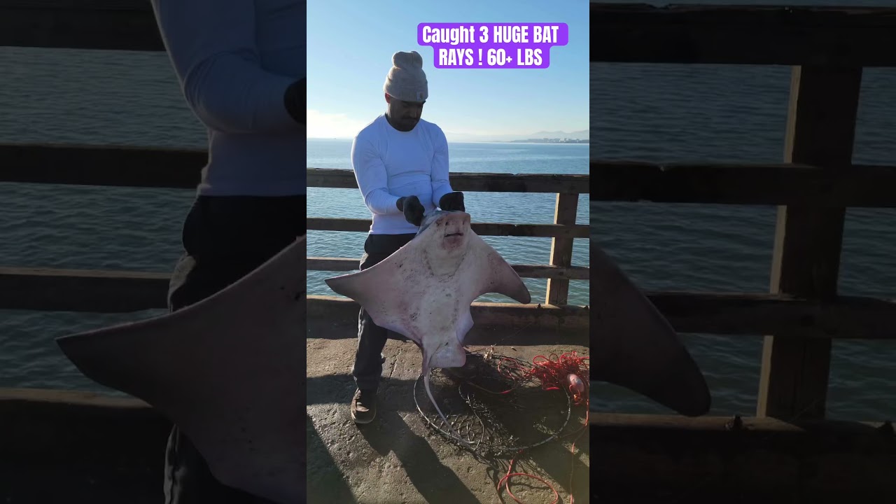 3 BIG BAT RAYS IN SF BACK TO BACK! 