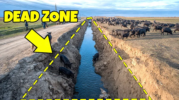 How Farmers Tricked Thousands of Wild Boars