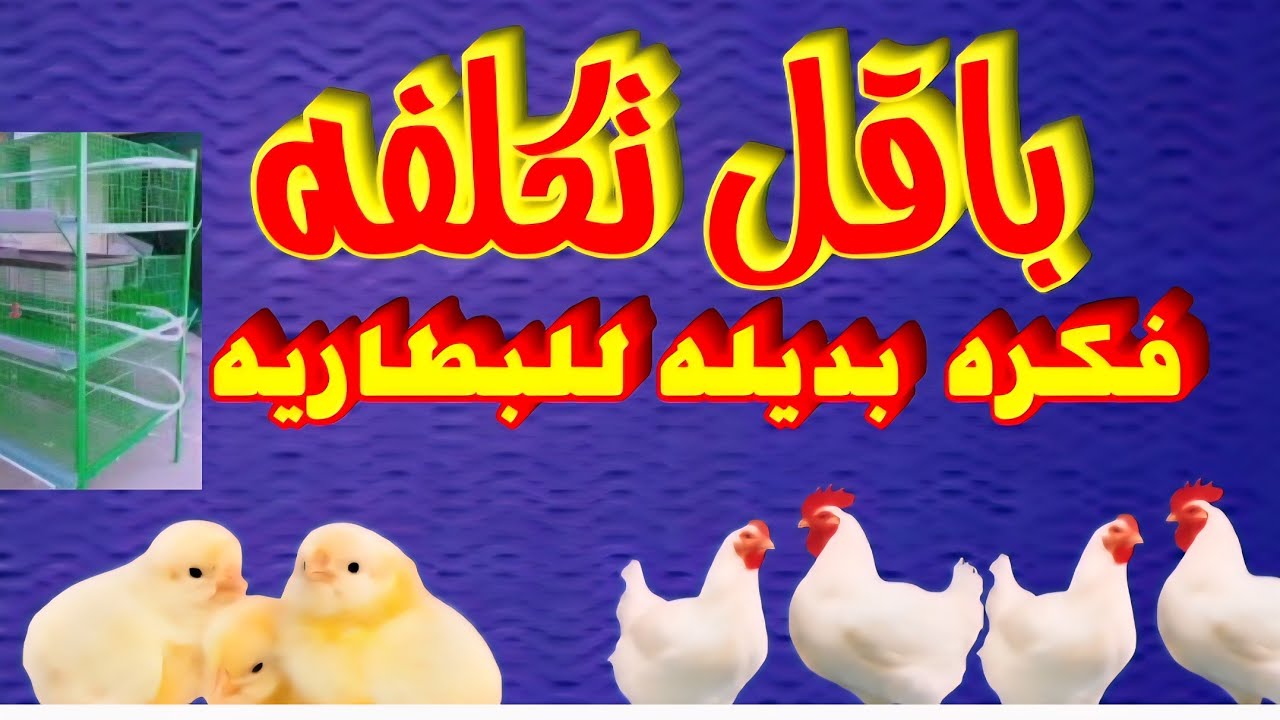 فكره هتوفر تمن البطاريه لدواجن التسمين#دجاج#مزارع