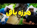 هرزه بافی زنبورها قاتل خاموش پیشرفت کلنی ها هرزه بافی زنبورها قاتل خاموش پیشرفت کلنی ها