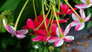 使君子花.一日三變.朝顏夕改！Combretum indicum 