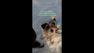 Pets in Winter