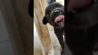 Black Dog short trending youtubeshorts funny short
