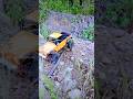 RC Rock Crawler Jeep Willys Overland H12Y Plus MJX #rccar #offroad #rccrawler #crawler #h12y