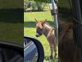I met Smokey the Donkey today!#donkey