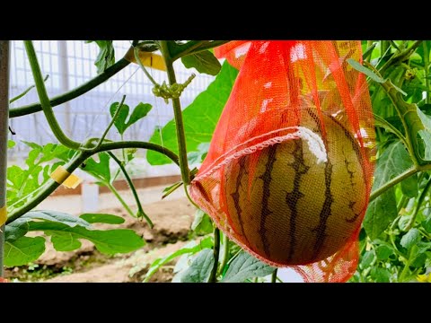 小玉スイカ栽培 玉ねぎネットで落果を防ぐやり方 6 27 Youtube