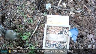 Bluejay vs Squirrel