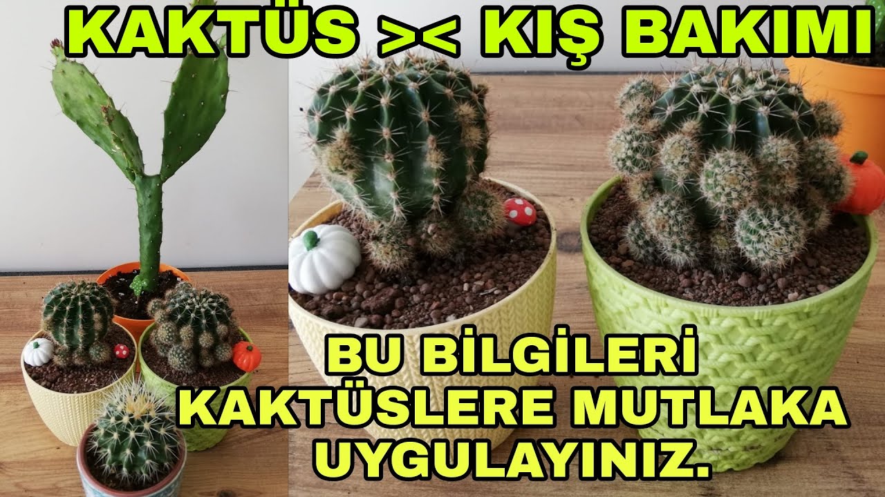 Kn kakts nasl baklr? Kaktslerde k uykusu, kakts k bakm nasl  yaplr? Kakts bakm