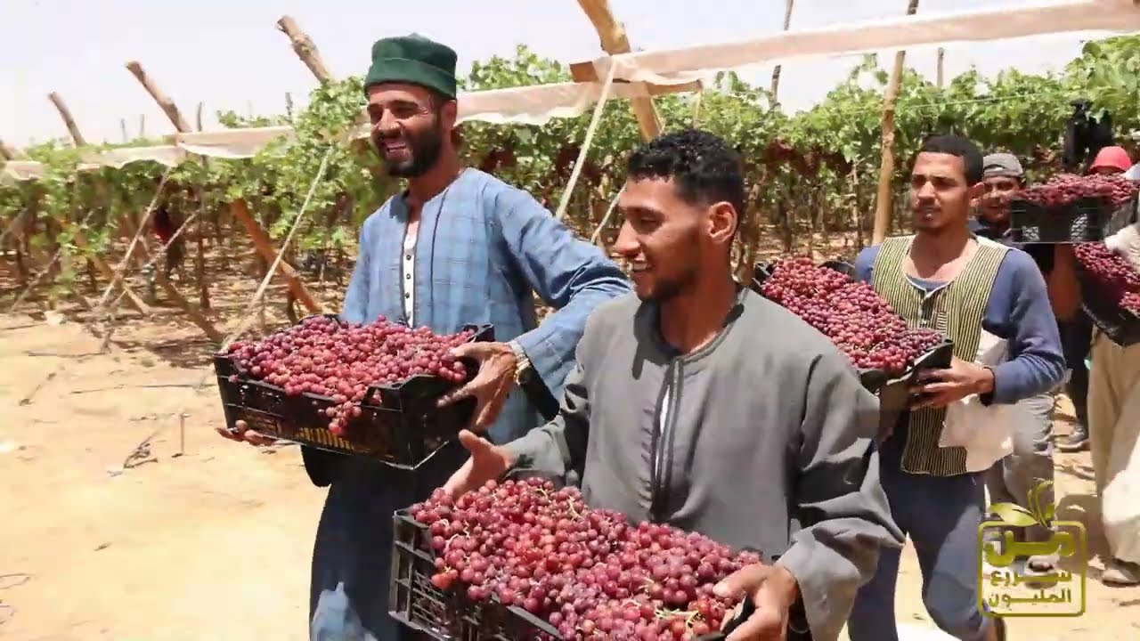 إينوفيشن وان يحقق طفرة في تلوين العنب في المنيا.. تلوين وتحجيم وإنتاجية | الحلقة كاملة