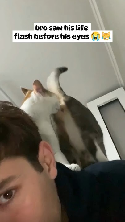 Cat caught a glimpse of the afterlife Huh YouTube