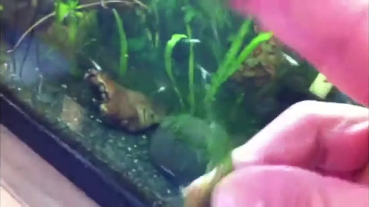 Креветки Амано жрут нитчатку