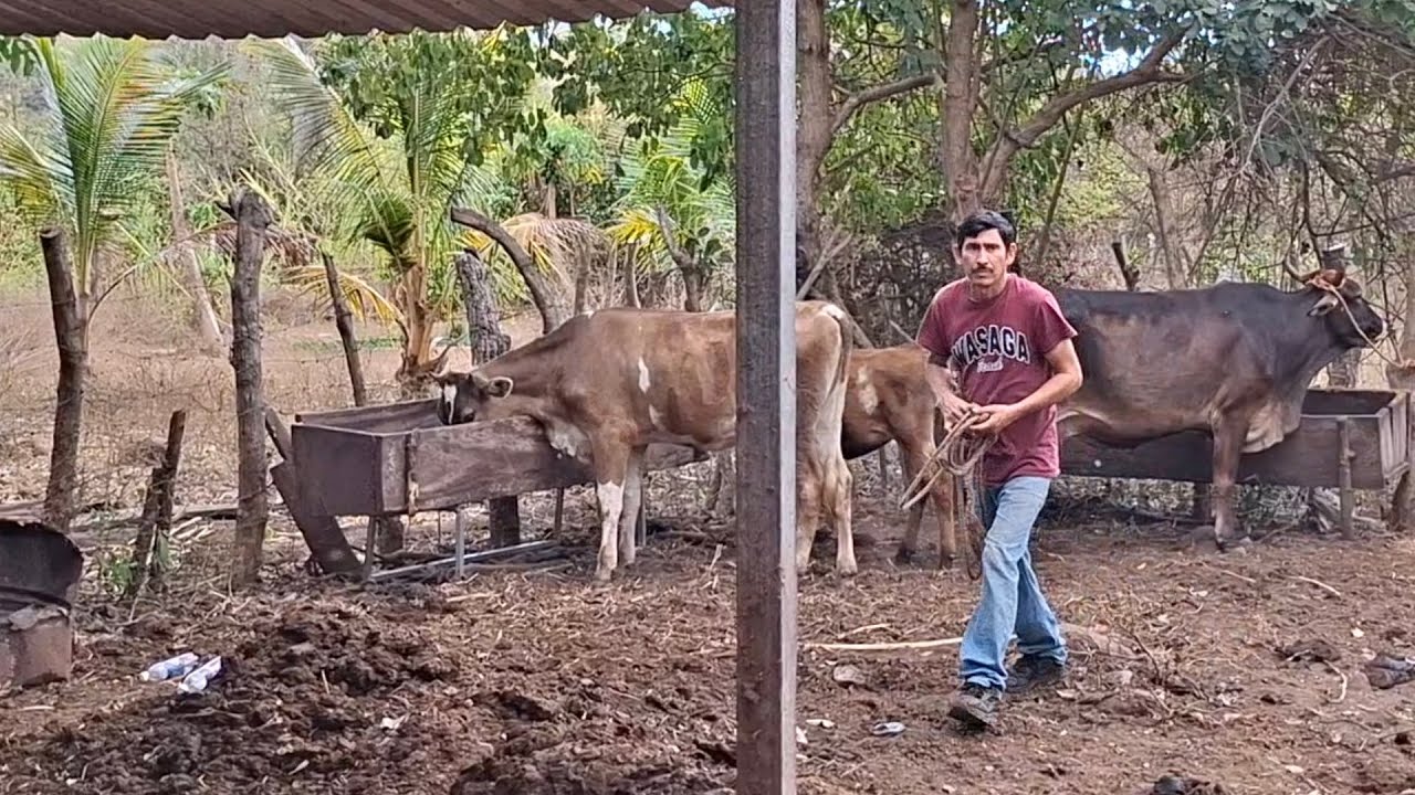 ASI PREPARO LA COMIDA DELAS VAQUITAS