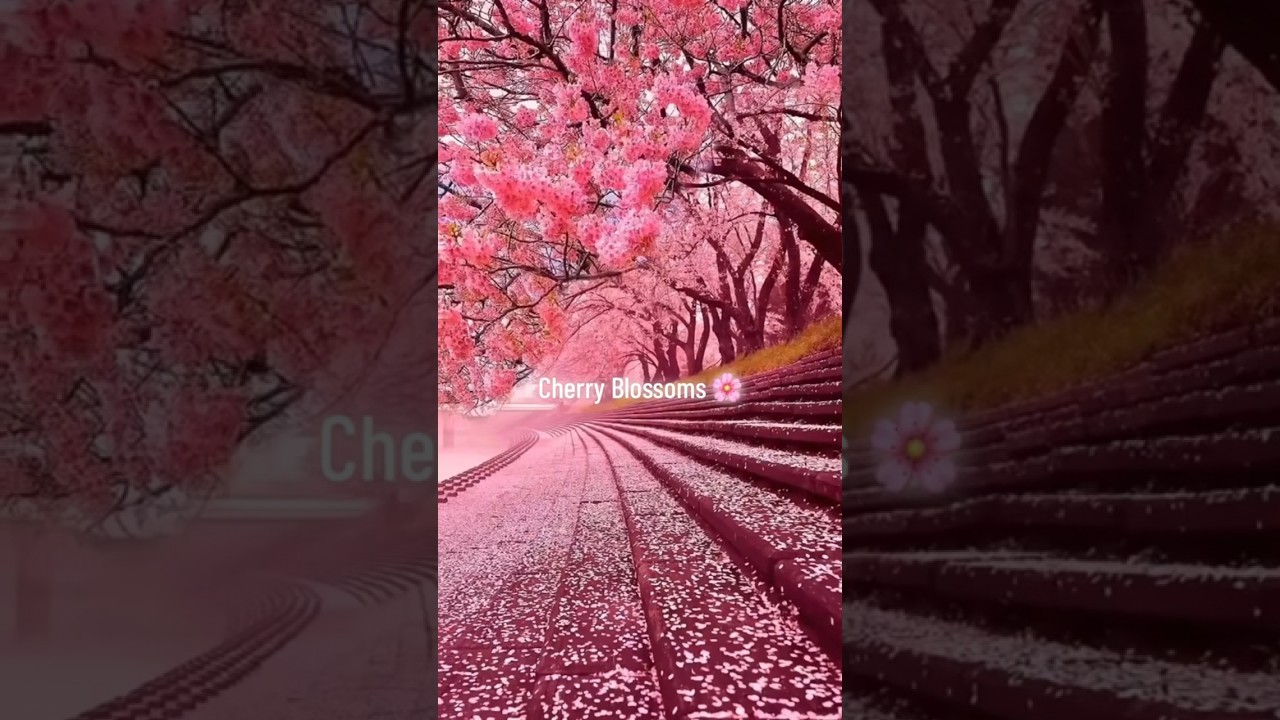 Places on Earth that don’t feel real: Japan 🇯🇵 #travel #explore #japan #nature Places on Earth that don’t feel real: Japan 🇯🇵 #travel #explore #japan #nature