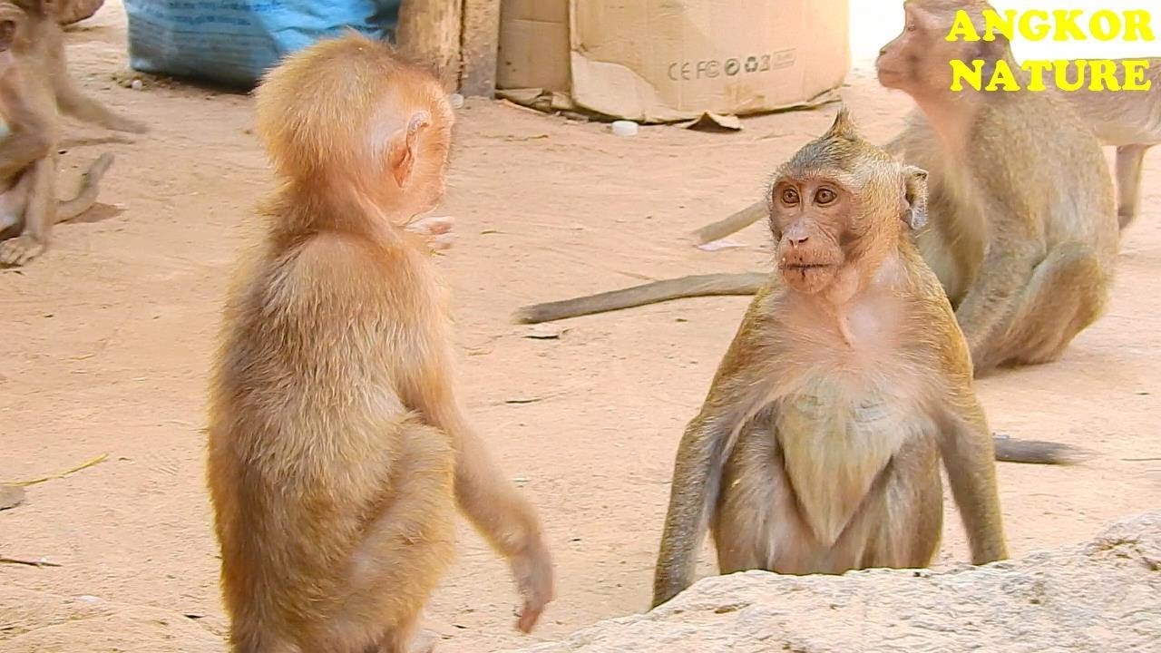 King Achap monkey troop come to visit Axel | Angkor Nature