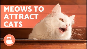 SOUNDS to Make Your CAT COME to CUDDLE YOU 📣🐈 (Meows to ATTRACT Your CAT When They HIDE)