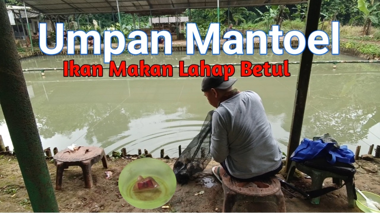 umpan jadi ikan mas harian||@biasamancing2787
