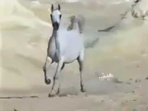 في حظورك ماملا عيني سواك