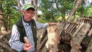 Greg details how to grow shiitaki mushrooms from cull trees.