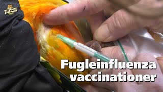 Alle de eksotiske fugle i Ree Park vaccineres mod fugleinfluenza