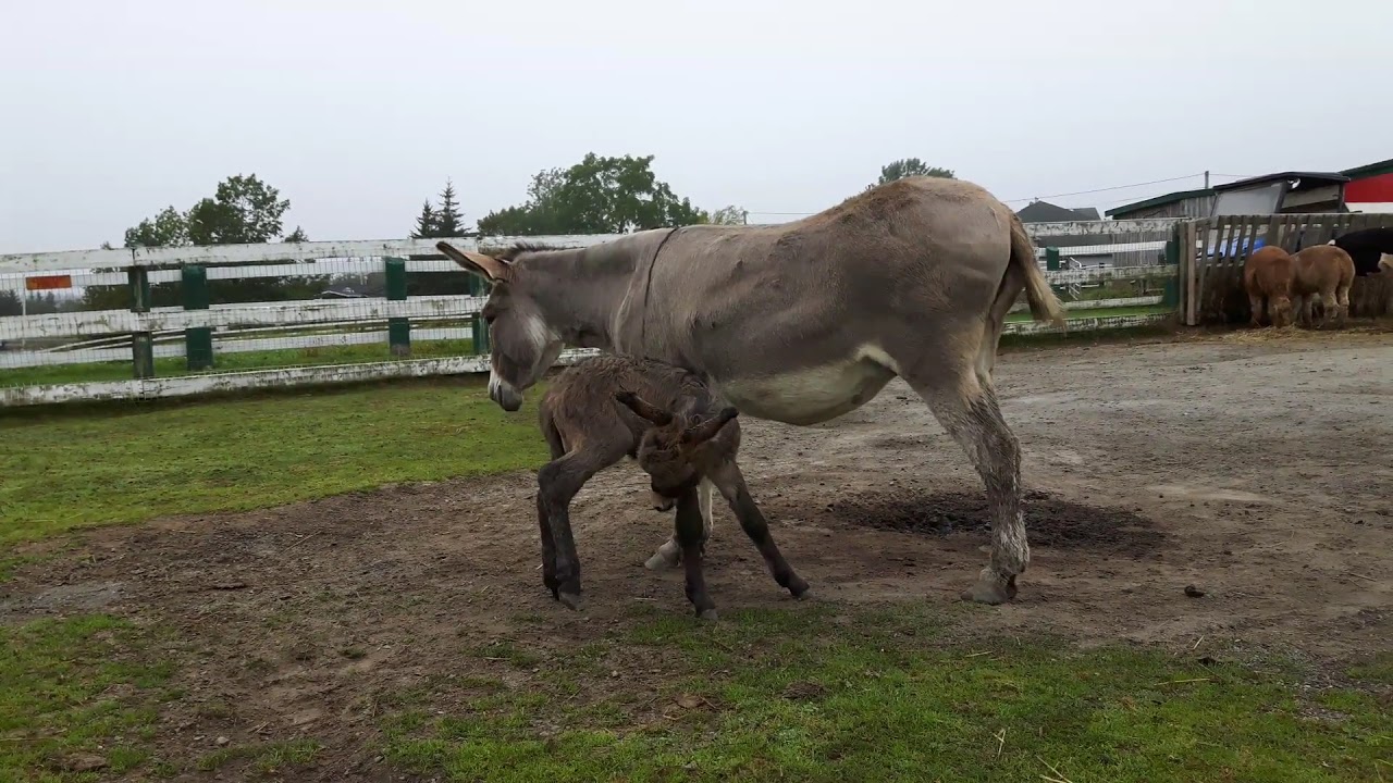 Newborn Baby Donkey Nursing