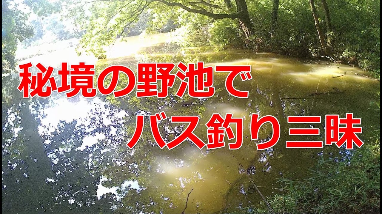 埼玉県北部にある秘境のような野池で秋に朝マズメからバス釣り Youtube